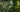 Green Walls