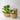 Other Planters