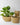 Other Planters